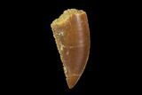 Serrated, Raptor Tooth - Real Dinosaur Tooth #94107-1